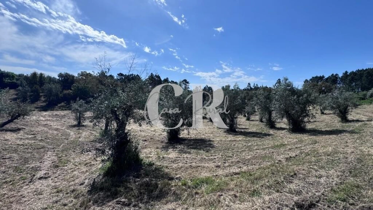 Moradia T2 para Venda em Cernache do Bonjardim, Nesperal e Palhais Foto 61