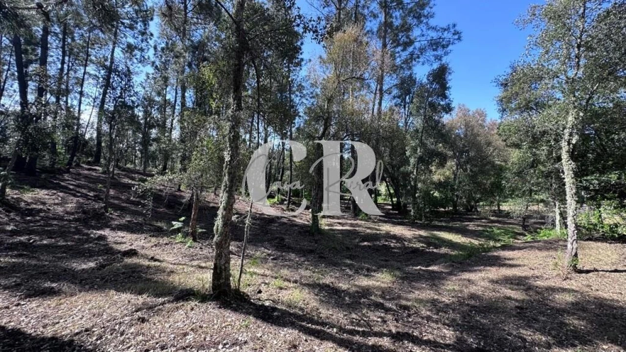 Moradia T2 para Venda em Cernache do Bonjardim, Nesperal e Palhais Foto 65