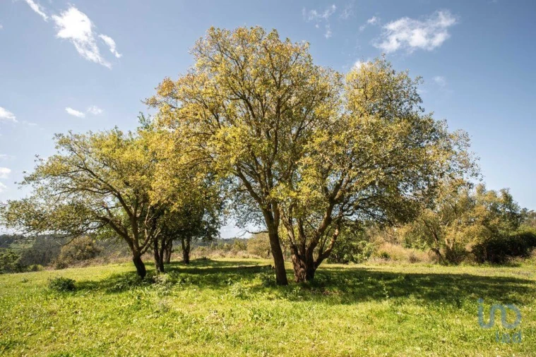 Terreno para Venda em Souto da Carpalhosa e Ortigosa Foto 13
