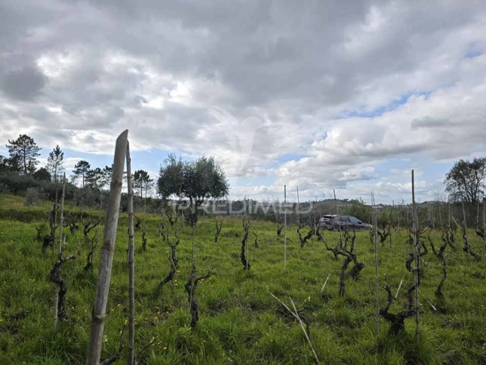 Terreno para Venda em Almalagues Foto 4