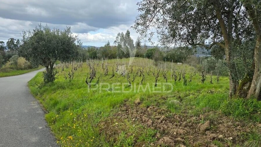 Terreno para Venda em Almalagues