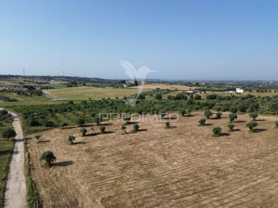 Terreno para Venda em Brogueira, Parceiros de Igreja e Alcorochel Foto 3
