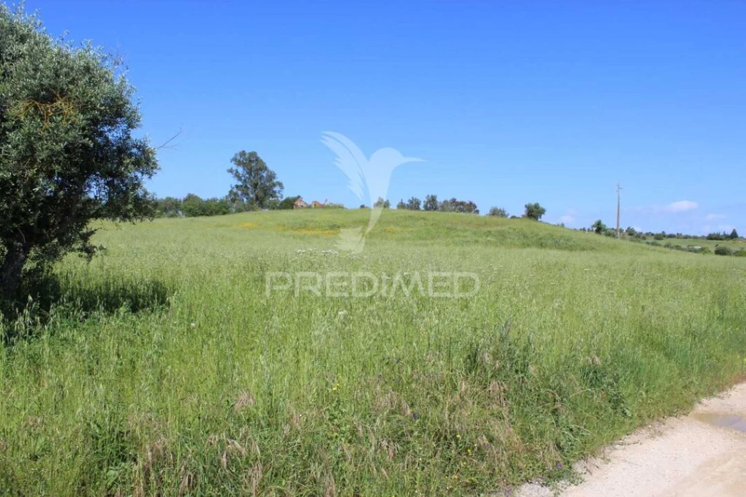 Terreno para Venda em Brogueira, Parceiros de Igreja e Alcorochel Foto 13