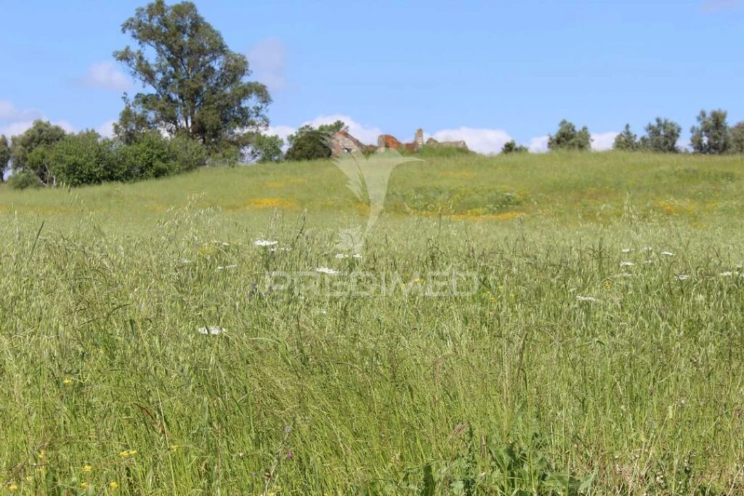 Terreno para Venda em Brogueira, Parceiros de Igreja e Alcorochel Foto 20