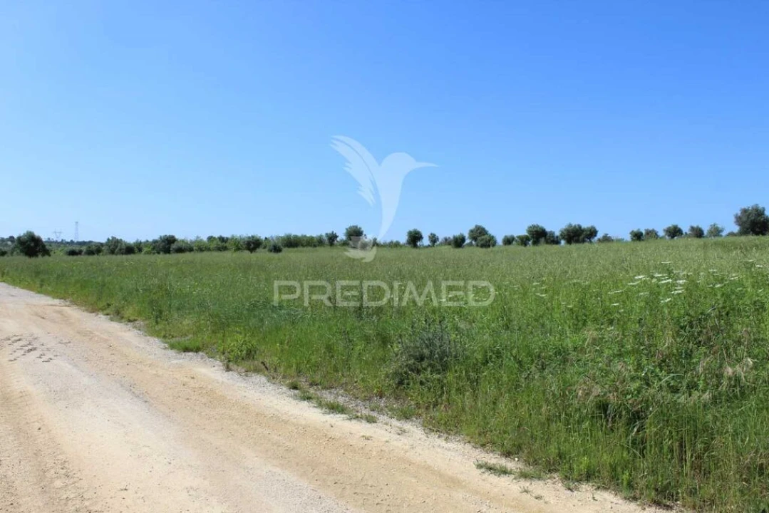 Terreno para Venda em Brogueira, Parceiros de Igreja e Alcorochel Foto 16