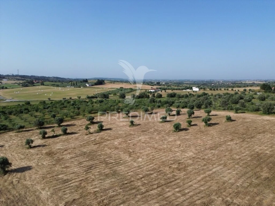 Terreno para Venda em Brogueira, Parceiros de Igreja e Alcorochel Foto 5