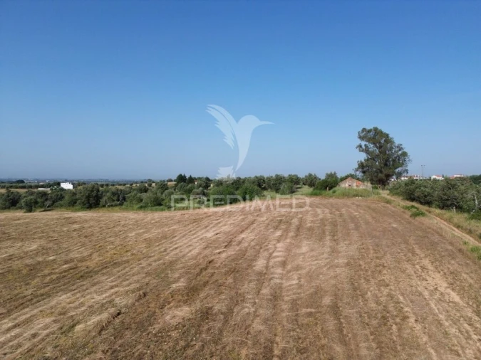 Terreno para Venda em Brogueira, Parceiros de Igreja e Alcorochel Foto 10