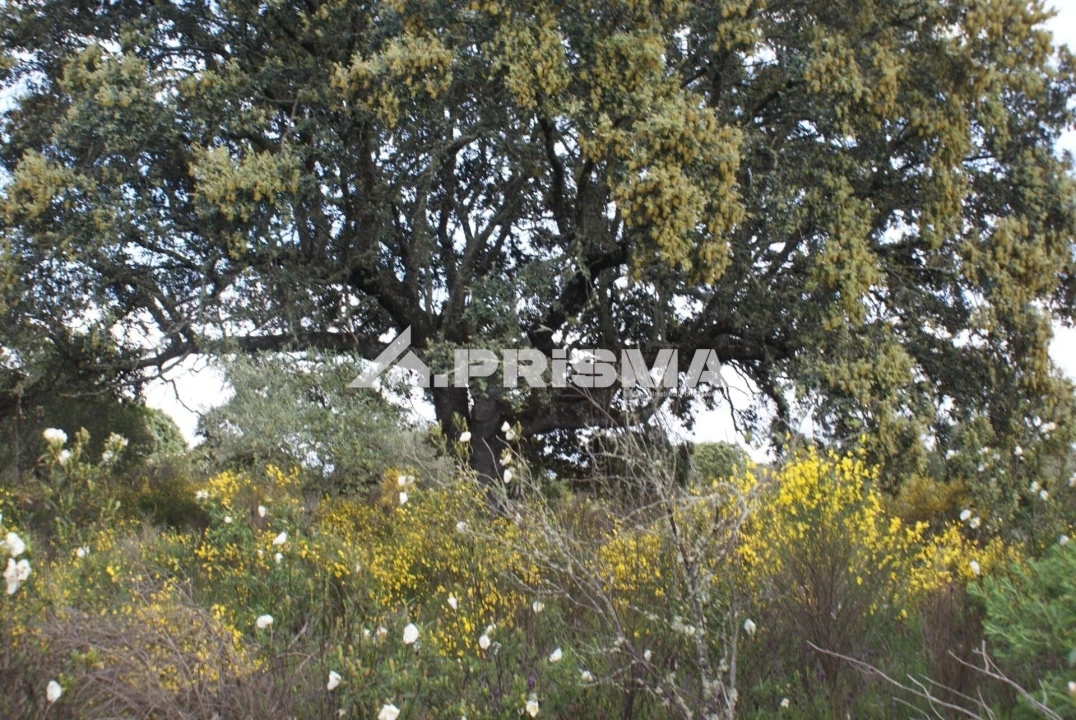 Terreno para Venda em Monfortinho e Salvaterra do Extremo Foto 8