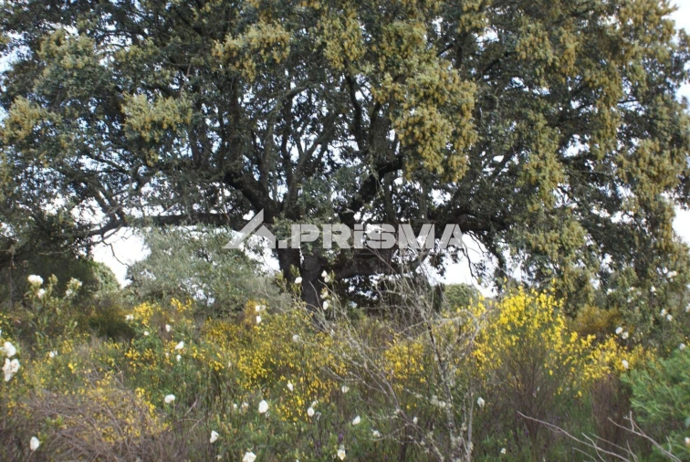 Terreno para Venda em Monfortinho e Salvaterra do Extremo Foto 8