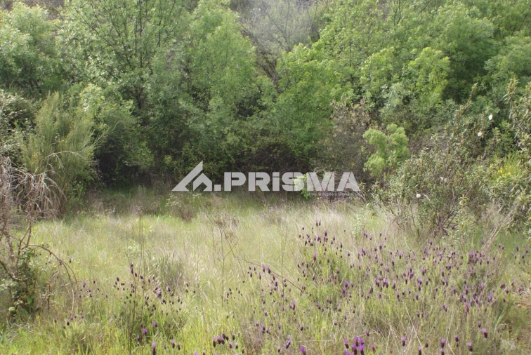 Terreno para Venda em Monfortinho e Salvaterra do Extremo Foto 9