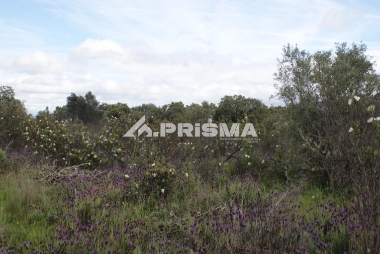 Terreno para Venda em Monfortinho e Salvaterra do Extremo Foto 7