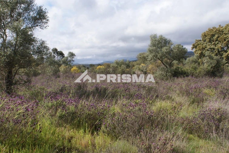 Terreno para Venda em Monfortinho e Salvaterra do Extremo Foto 4