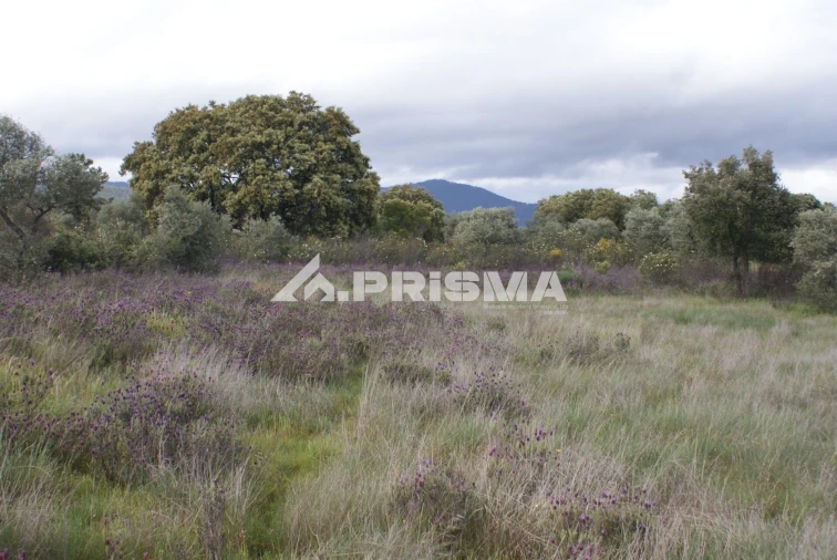 Terreno para Venda em Monfortinho e Salvaterra do Extremo Foto 1