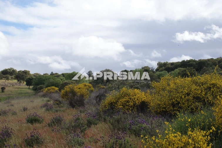 Terreno para Venda em Monfortinho e Salvaterra do Extremo Foto 14