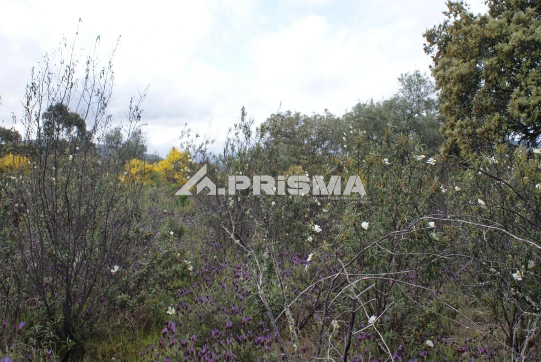 Terreno para Venda em Monfortinho e Salvaterra do Extremo Foto 5