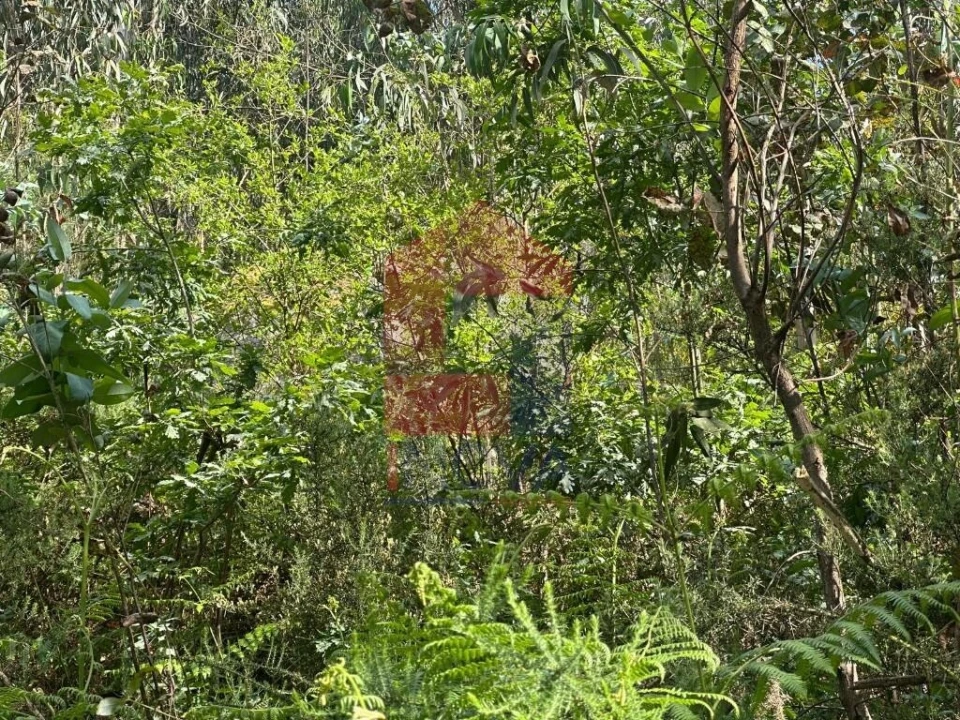 Terreno para Venda em Ribeira do Neiva Foto 4