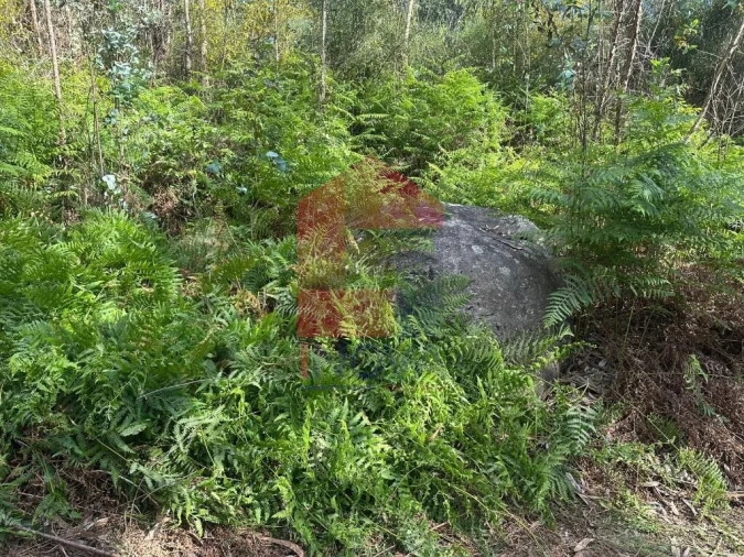 Terreno para Venda em Ribeira do Neiva Foto 6