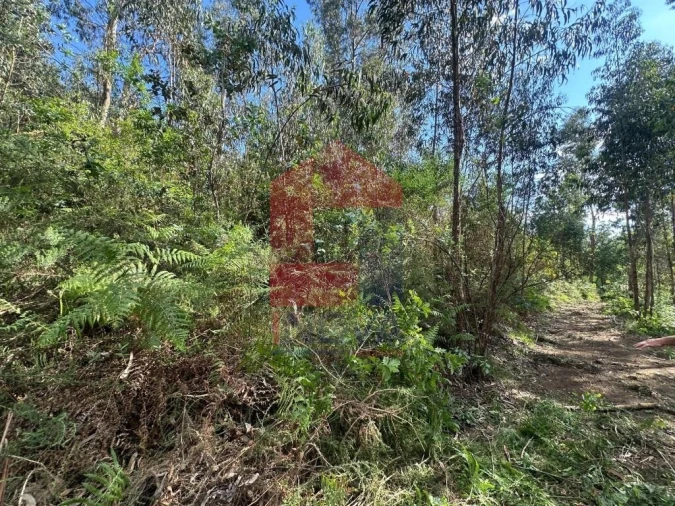 Terreno para Venda em Ribeira do Neiva Foto 11
