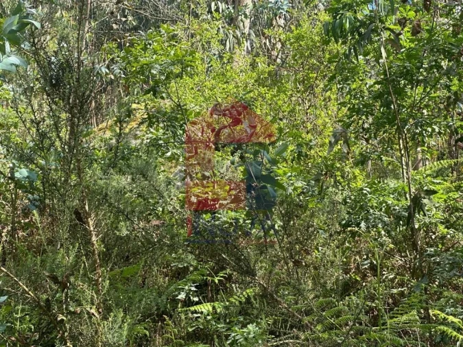 Terreno para Venda em Ribeira do Neiva Foto 5