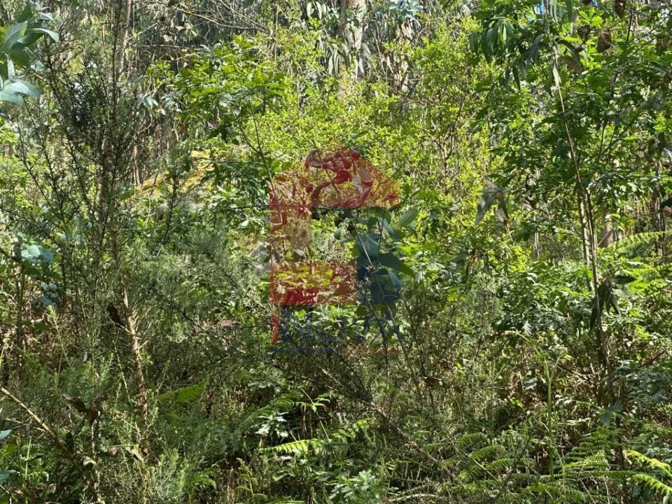 Terreno para Venda em Ribeira do Neiva Foto 5