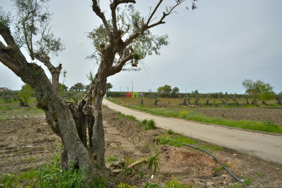 Quinta T12 para Venda em Beja (Santiago Maior e São João Baptista) Foto 10
