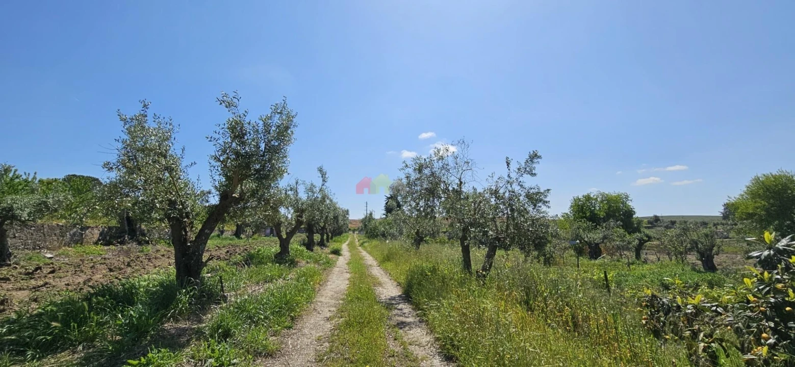 Quinta T12 para Venda em Beja (Santiago Maior e São João Baptista) Foto 89