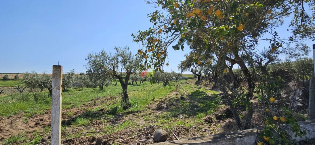 Quinta T12 para Venda em Beja (Santiago Maior e São João Baptista) Foto 83