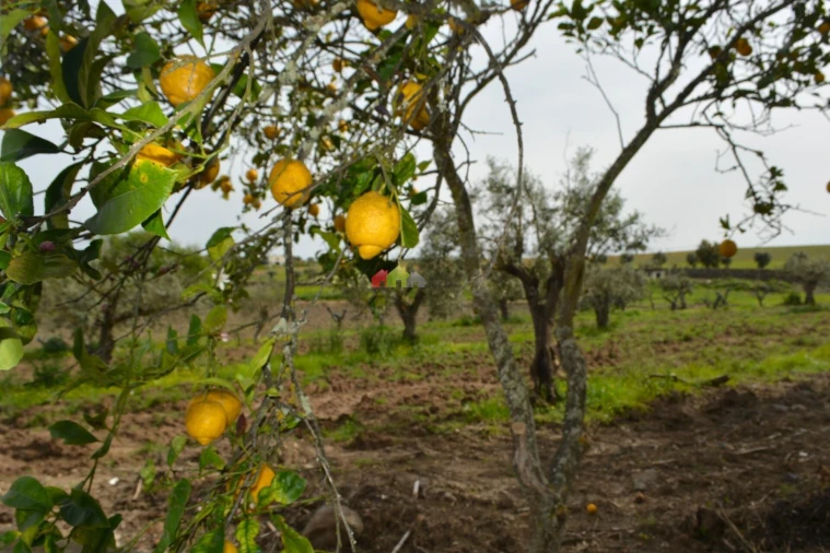 Quinta T12 para Venda em Beja (Santiago Maior e São João Baptista) Foto 37