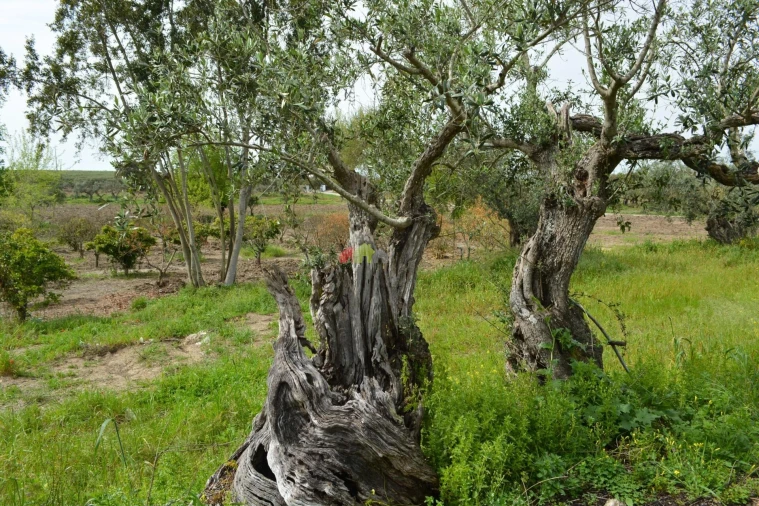 Quinta T12 para Venda em Beja (Santiago Maior e São João Baptista) Foto 22