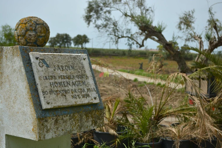 Quinta T12 para Venda em Beja (Santiago Maior e São João Baptista) Foto 4