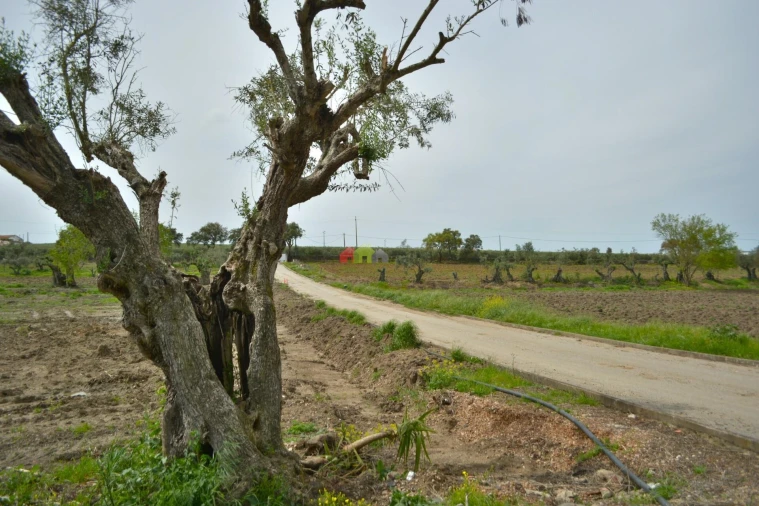 Quinta T12 para Venda em Beja (Santiago Maior e São João Baptista) Foto 10