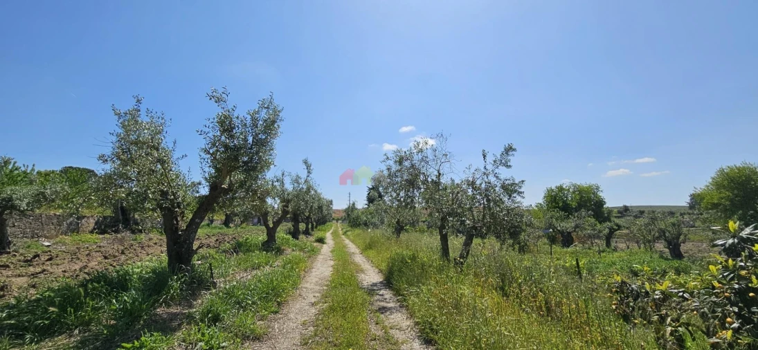Quinta T12 para Venda em Beja (Santiago Maior e São João Baptista) Foto 89