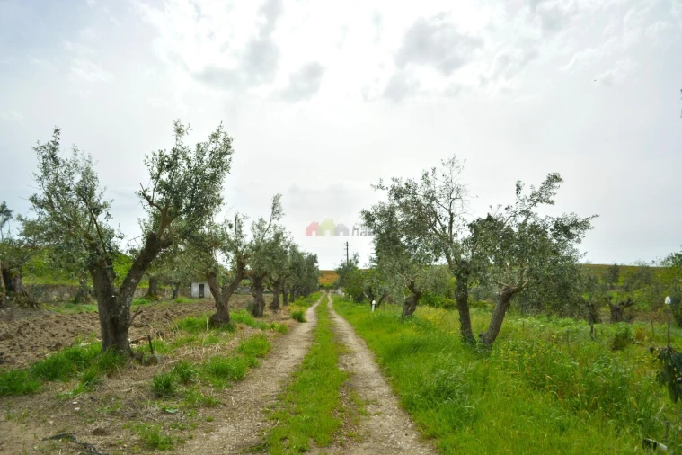 Quinta T12 para Venda em Beja (Santiago Maior e São João Baptista) Foto 2