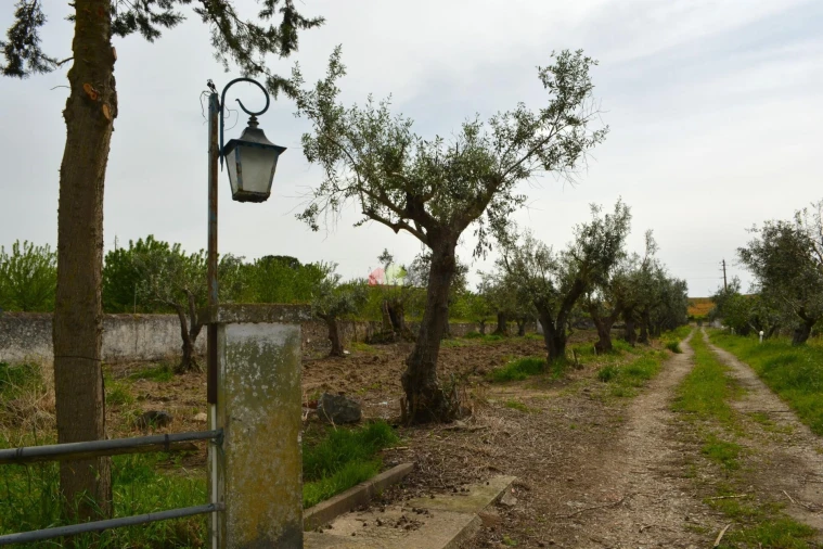 Quinta T12 para Venda em Beja (Santiago Maior e São João Baptista) Foto 20
