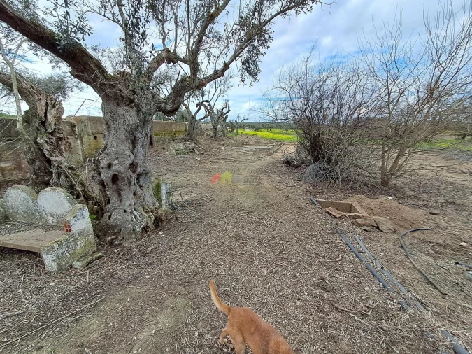 Quinta T12 para Venda em Beja (Santiago Maior e São João Baptista) Foto 55