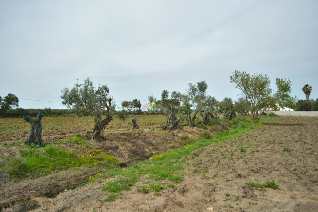 Quinta T12 para Venda em Beja (Santiago Maior e São João Baptista) Foto 12