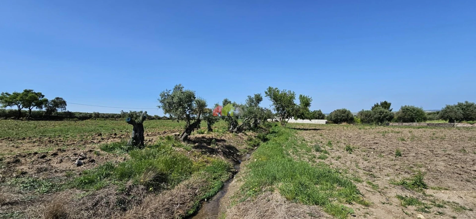 Quinta T12 para Venda em Beja (Santiago Maior e São João Baptista) Foto 97