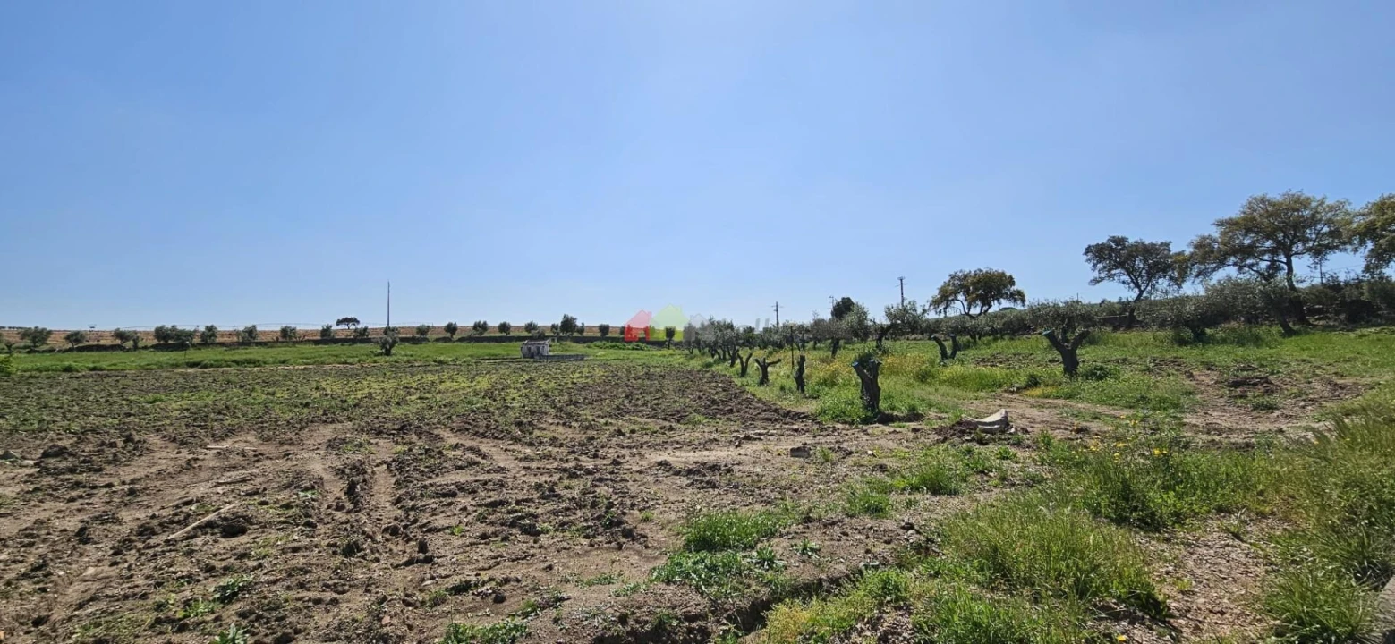 Quinta T12 para Venda em Beja (Santiago Maior e São João Baptista) Foto 81