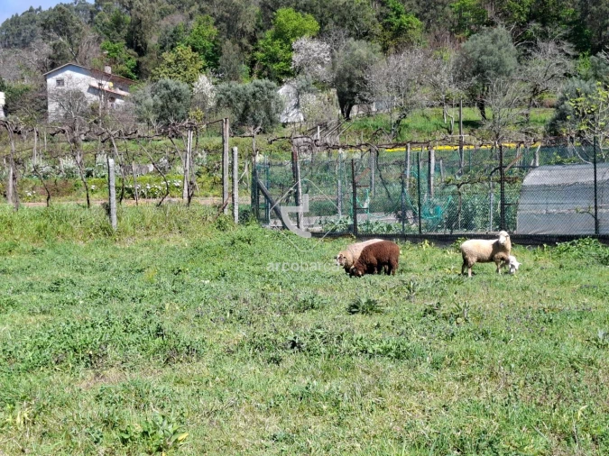 Quinta T3 para Venda em Anais Foto 25