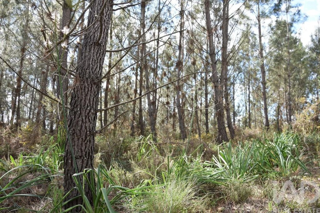 Terreno para Venda em Rio de Couros e Casal dos Bernardos Foto 15