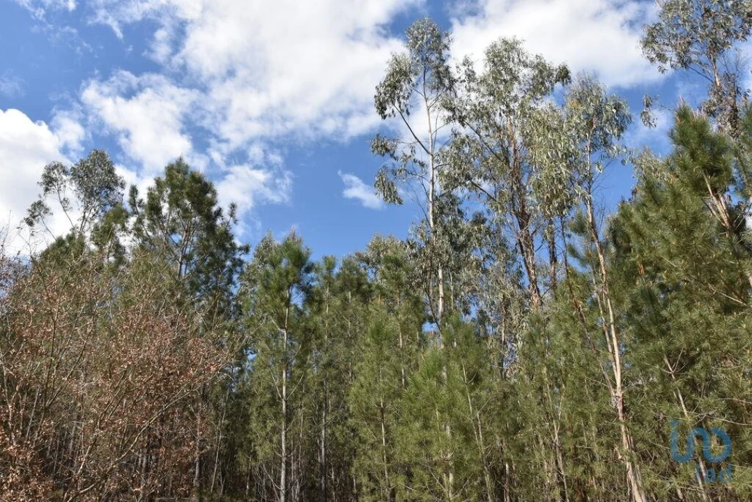 Terreno para Venda em Rio de Couros e Casal dos Bernardos Foto 5