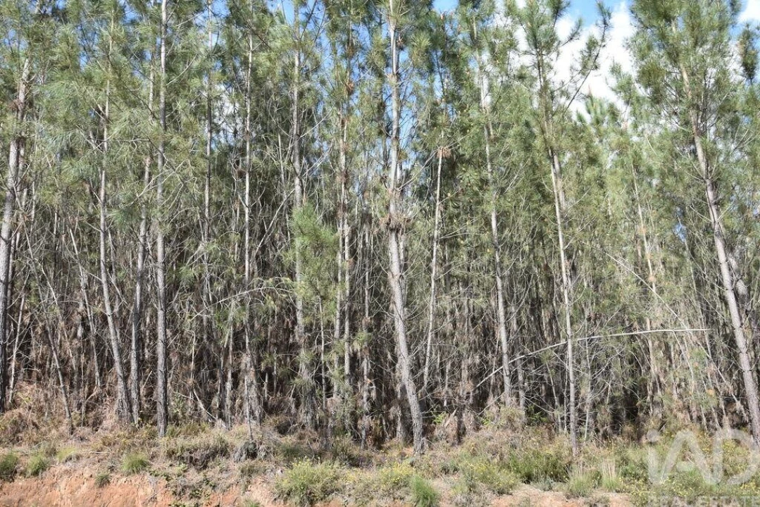 Terreno para Venda em Rio de Couros e Casal dos Bernardos Foto 16