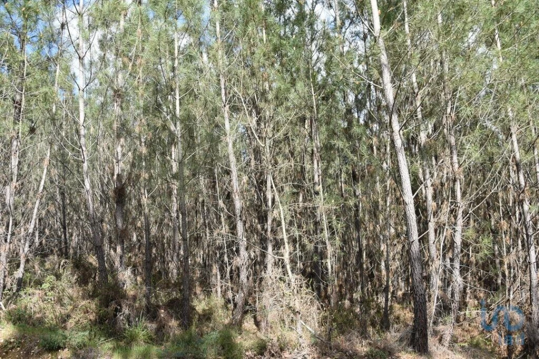 Terreno para Venda em Rio de Couros e Casal dos Bernardos Foto 10