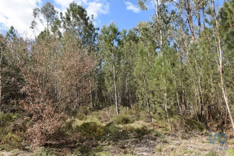 Terreno para Venda em Rio de Couros e Casal dos Bernardos Foto 3
