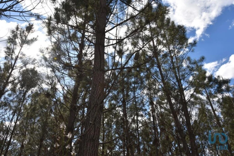 Terreno para Venda em Rio de Couros e Casal dos Bernardos Foto 14