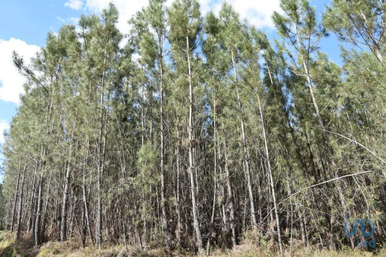 Terreno para Venda em Rio de Couros e Casal dos Bernardos Foto 6