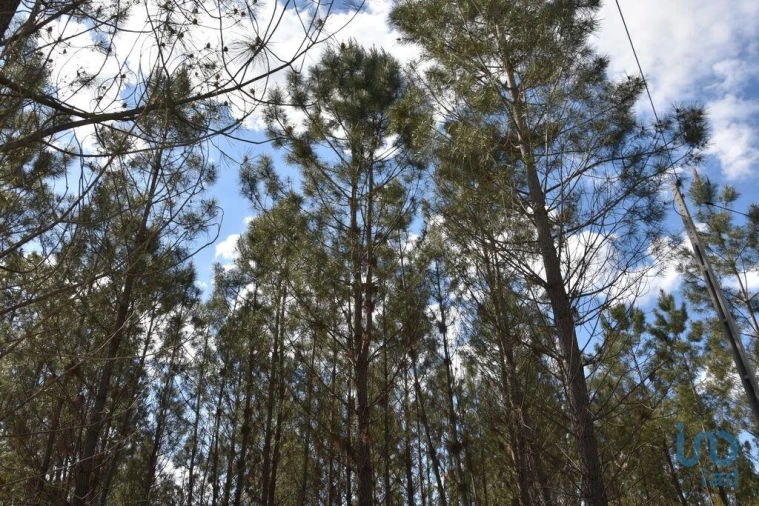 Terreno para Venda em Rio de Couros e Casal dos Bernardos Foto 12