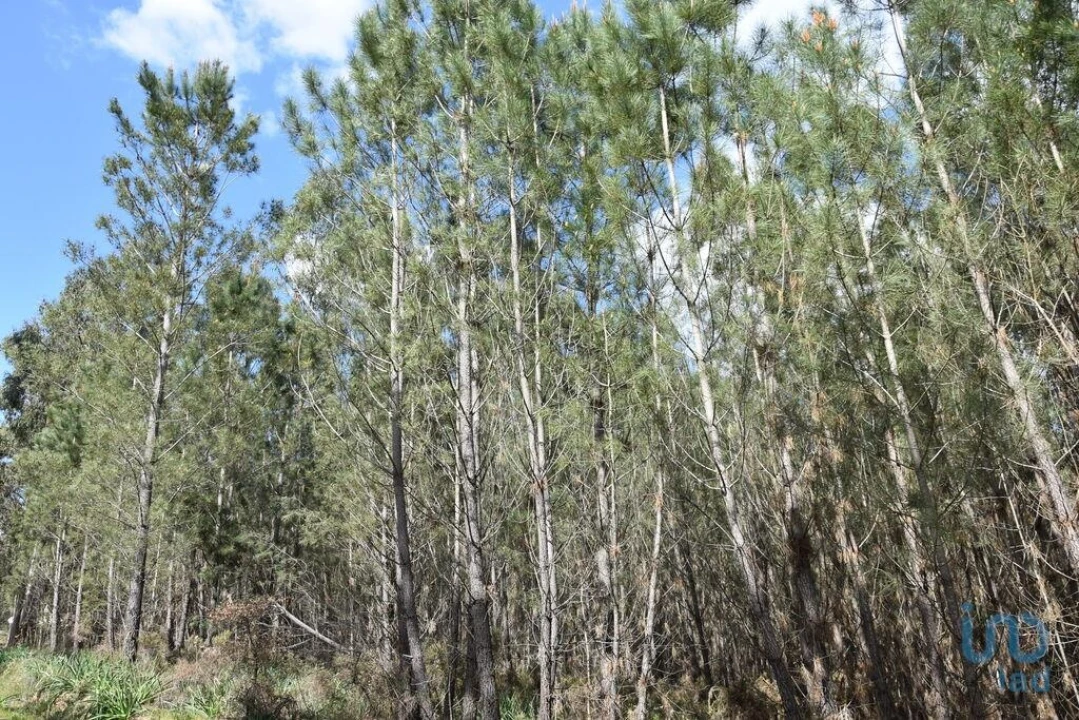 Terreno para Venda em Rio de Couros e Casal dos Bernardos Foto 9
