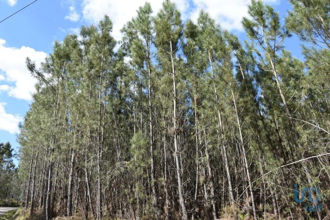Terreno para Venda em Rio de Couros e Casal dos Bernardos Foto 7