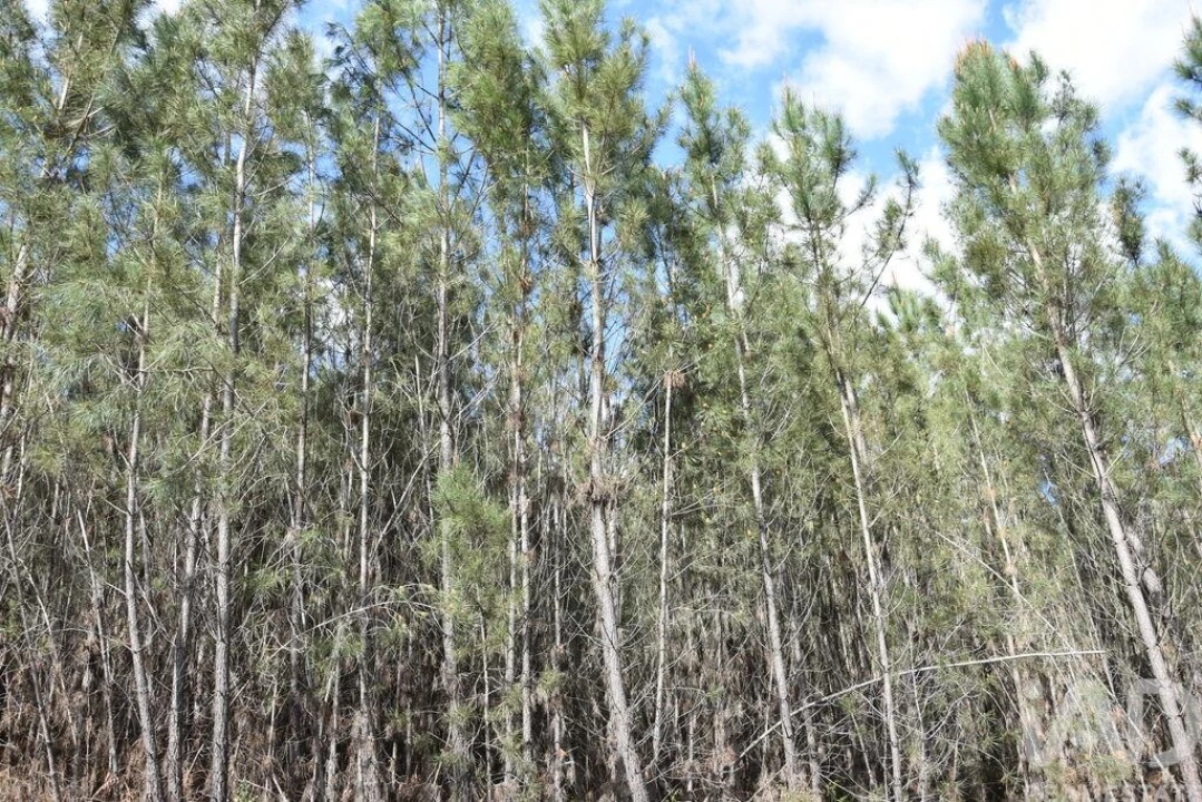 Terreno para Venda em Rio de Couros e Casal dos Bernardos Foto 17